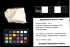Foto (Objekt + Etiketten) von Pithonoton marginatum (von Meyer, 1842) 